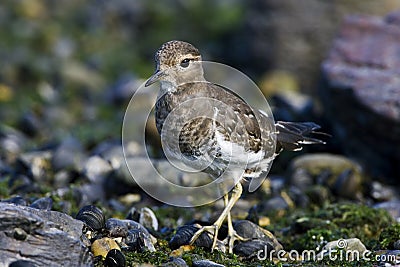 Patagonische Plevier, Rufous-chested Dotterel, Charadrius modest Stock Photo