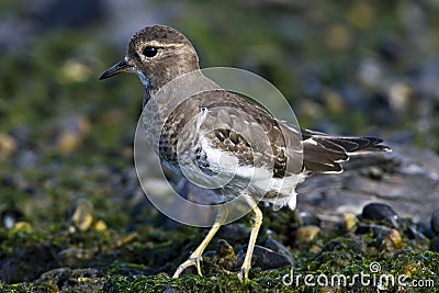 Patagonische Plevier, Rufous-chested Dotterel, Charadrius modest Stock Photo