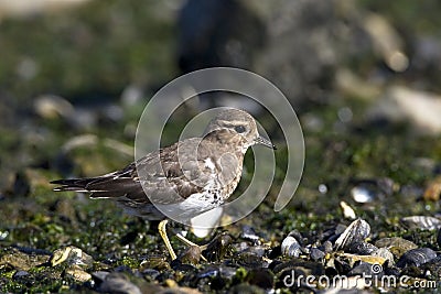 Patagonische Plevier, Rufous-chested Dotterel, Charadrius modest Stock Photo