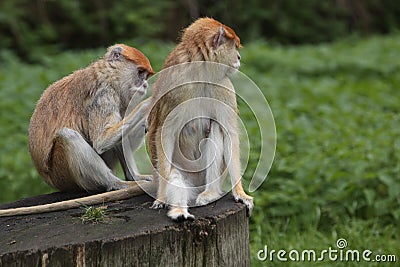 Patas monkey couple Stock Photo