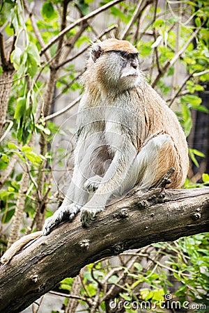 Patas monkey - Erythrocebus patas - sitting on the branch and ob Stock Photo