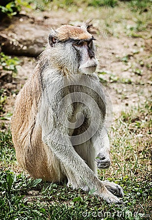 Patas monkey portrait (Erythrocebus patas), beauty in nature Stock Photo