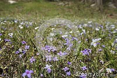 A patch of bluets and white violets blooming in the spring Stock Photo