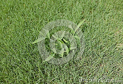 Crabgrass weed in a lawn Stock Photo