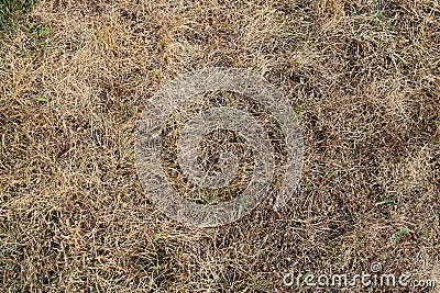 A Patch of Dead Grass Texture Stock Photo