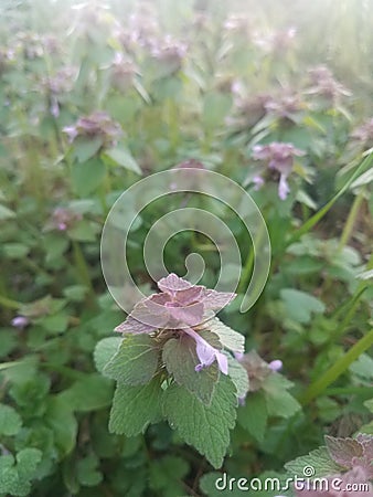 Patch of dead-nettle plants Stock Photo