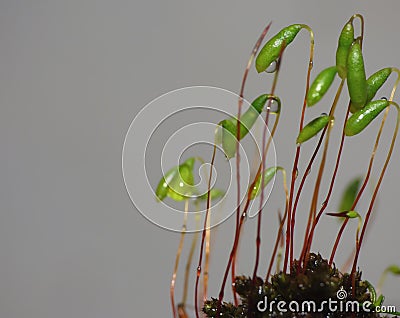 Moss - Sporophytes close up Stock Photo