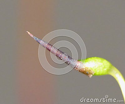 Moss - Sporophytes close up Stock Photo