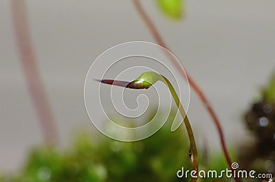 Moss - Sporophytes close up blurred background Stock Photo