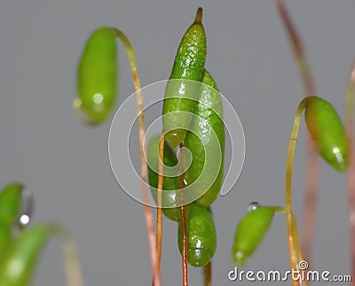 Moss - Sporophytes close up blurred background Stock Photo
