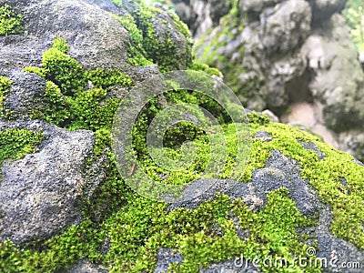 Patches of Moss covered rock by the teahouse Stock Photo
