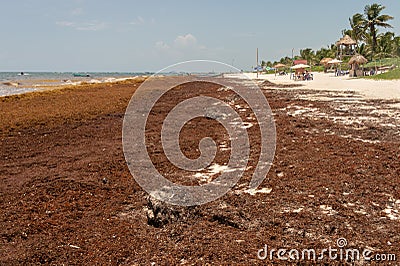 Patches of Sargassum seaweed at Tulum Beach. Editorial Stock Photo