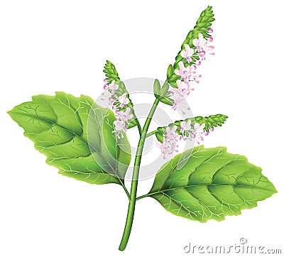 Patchoul (Pogostemon cablini) Vector Illustration