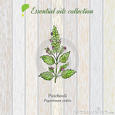 Patchouli, essential oil label, aromatic plant. Vector Illustration