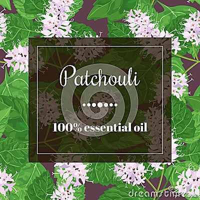 Patchouli essential oil Vector Illustration