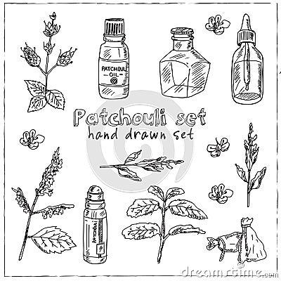 Patchouli hand drawn set Vector illustration Vector Illustration