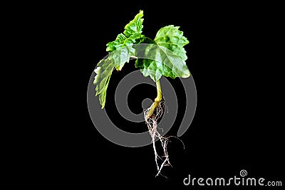 Patchouli plant with roots on black Stock Photo