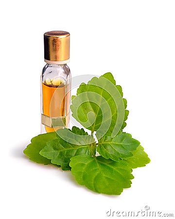 Patchouli sprig with essential oil. Stock Photo