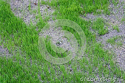 Patchy and damaged lawn, over seeded to repair it, with new grass growing, seed and pebble mixture Stock Photo