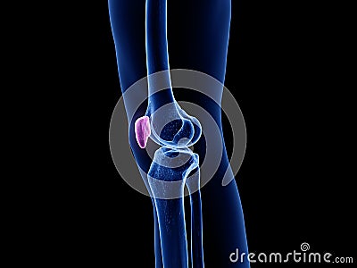 the patella bone Cartoon Illustration