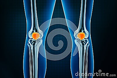 Patella or kneecap bone x-ray front or anterior view. Osteology of the human skeleton, leg or lower limb bones 3D rendering Cartoon Illustration
