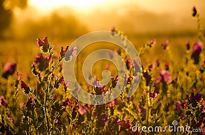 Paterson's Curse flowers Stock Photo