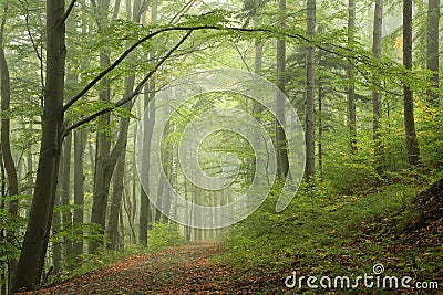 path through an autumn deciduous forest with the most of beech trees covered with green leaves on the branches the footpath leads Stock Photo