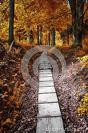 Path in the autumn forest. Autumnal scene in the Stock Photo