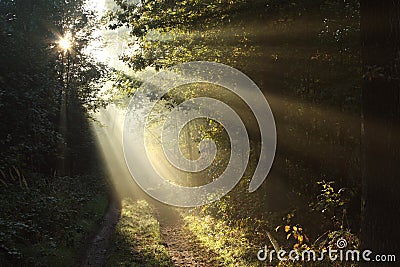 path through autumn forest on a sunny morning sun rays fall through into the autumn forest surrounded by morning mist light of the Stock Photo