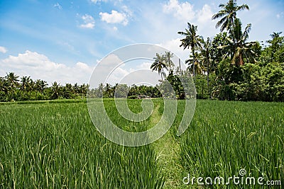 Balinese rice paddy, beautiful landscape in Bali, Indonesia Stock Photo