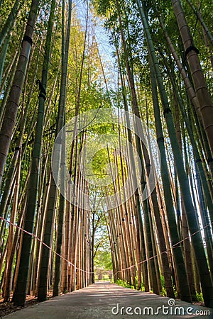 Path through a bamboo alley at the bamboo forest Stock Photo