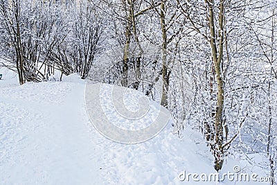 A path between bare thin trees, bushes in the snow in a winter wild park. Footprints in the snow. River Stock Photo