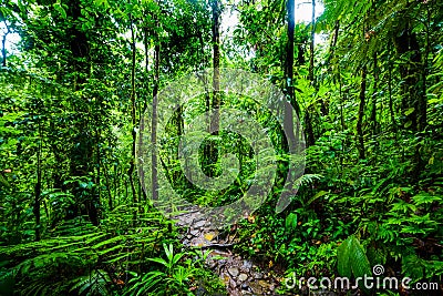 Path in Basse Terre tropical jungle Stock Photo