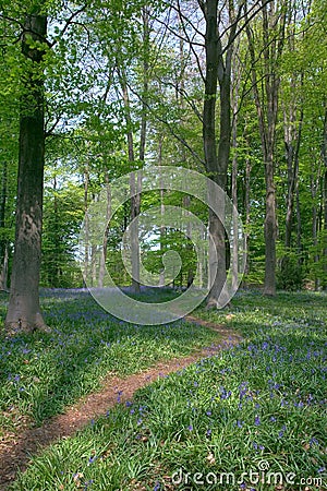 Path through Beech trees Stock Photo