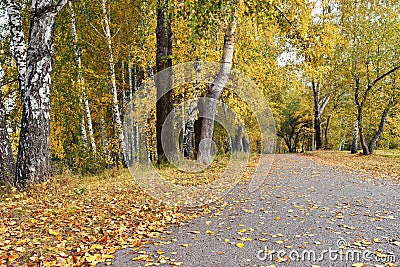 Path in birch grove with yellow leaves in cloudy autumn day Stock Photo