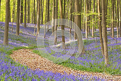 Path through the blooming bluebell forest in Belgium Stock Photo