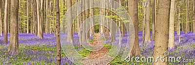 Path through the blooming bluebell forest in Belgium Stock Photo