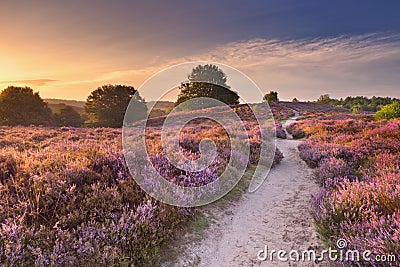 Path through blooming heather at sunrise, Posbank, The Netherlan Stock Photo