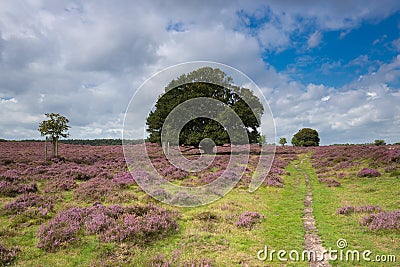 A path through blooming heather in the Veluwezoom. Stock Photo