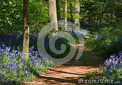 Path through bluebell woods Stock Photo