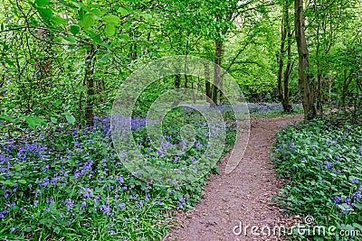 Path through the bluebells in the woods Stock Photo