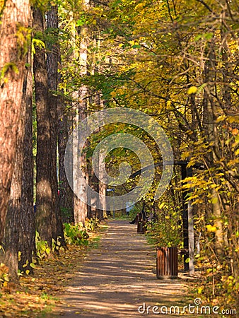 A path in a city park with larch trees by the side Stock Photo