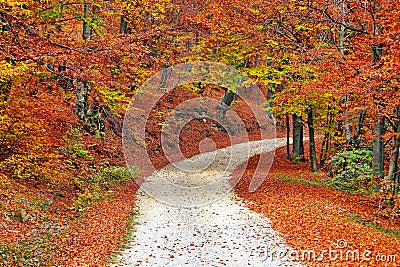 Fall Forest Stock Photo