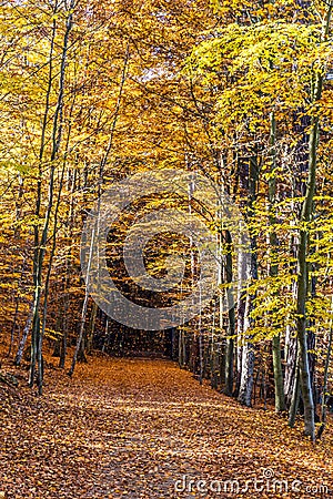 Colorful Path In Voderady Beechwood, Czechia Stock Photo