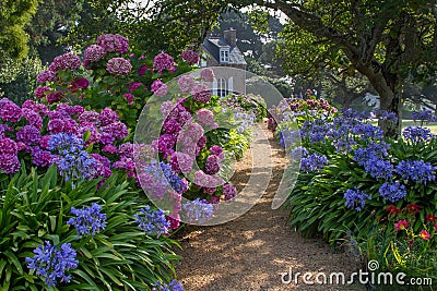 A path with colorful hydrangea leads to a rural house Stock Photo