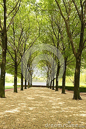 Cool looking trees Stock Photo