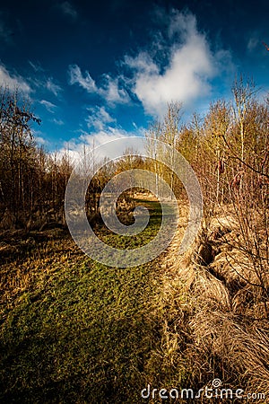 Path through coppiced woodland Stock Photo