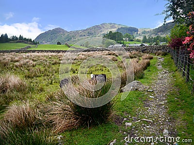Path in country with two sheep Stock Photo