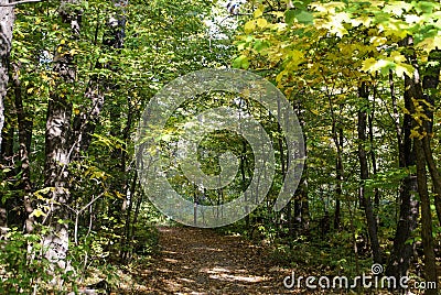 Path going through the green leaves in a forest in southern Minnesota Stock Photo