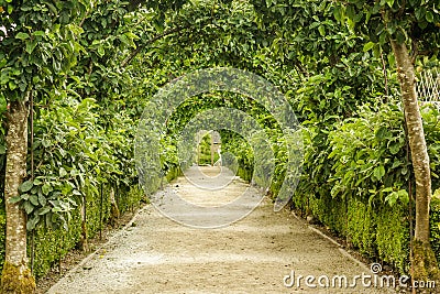 Path Covered by Trees and Bushes Stock Photo